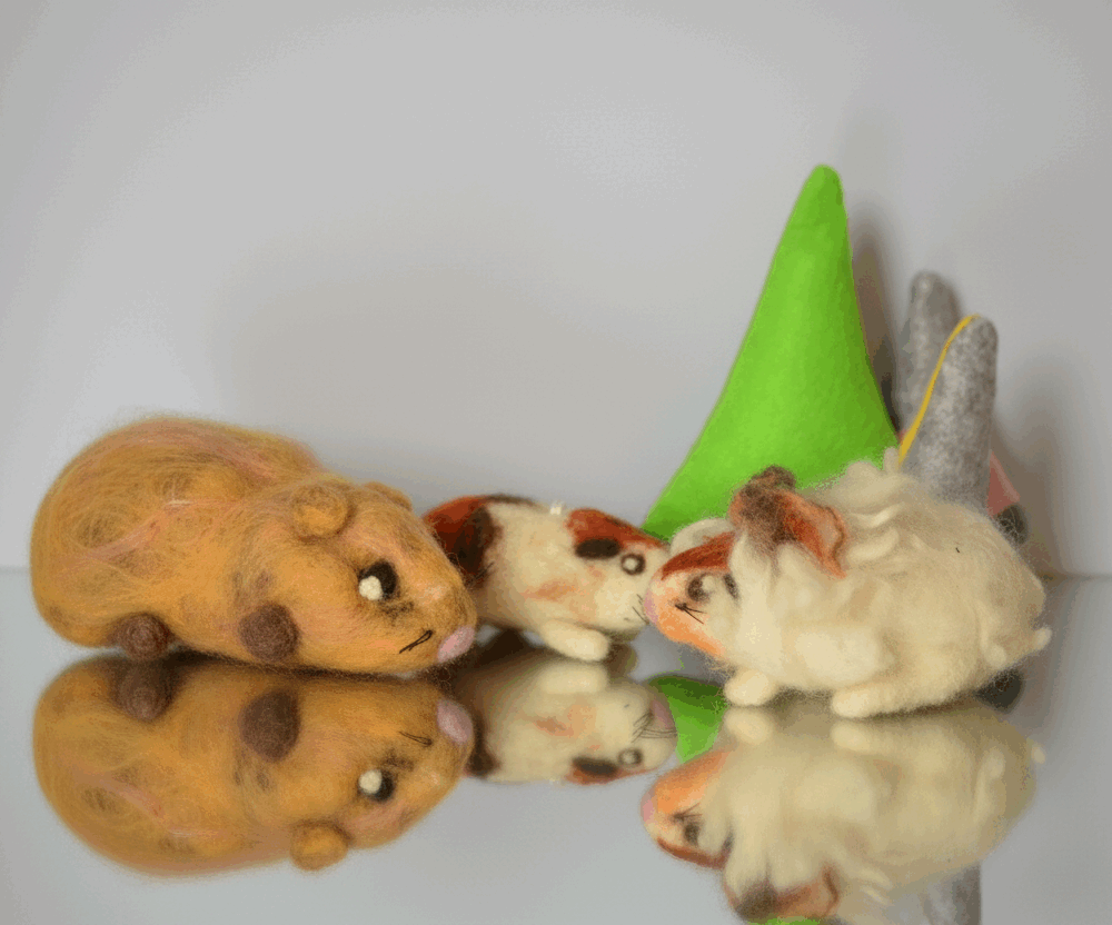 Cochons d'inde (frais de port gratuit)