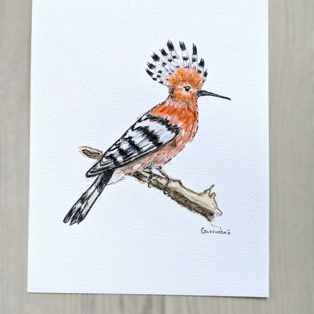 Aquarelle originale – Belle Huppe fasciée  (Offre 2FOR3)