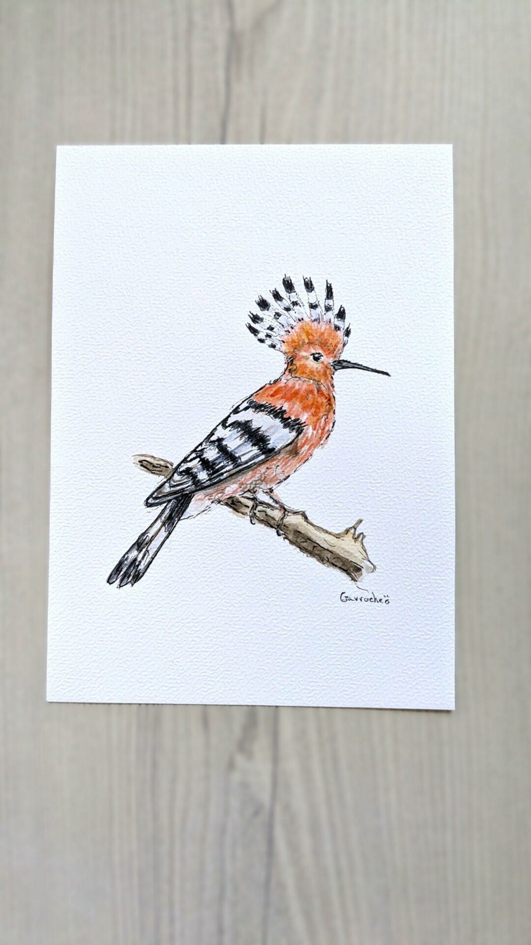 Aquarelle originale – Belle Huppe fasciée (Offre 2FOR3)